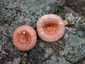 Nyírfa-szőrgomba (Lactarius torminosus), Ausztria, Karintia
